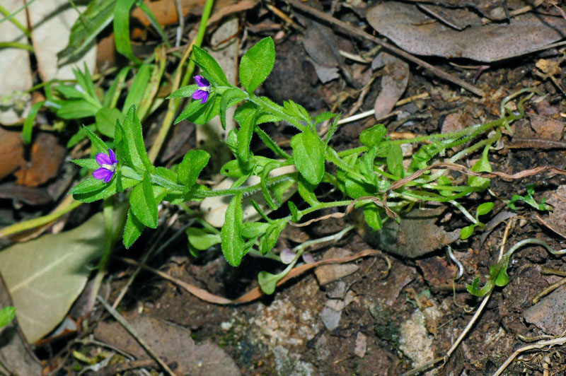 Legousia hybrida